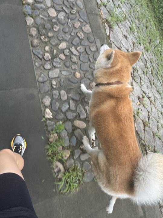 今日跑步搭子是小狗🏃‍♀️
