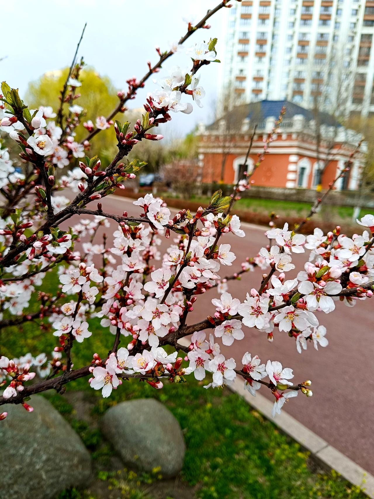 春日美景大赏城市风光正好，微风温柔不燥，街边草木抽芽，花开遍野，漫步街头，满眼都