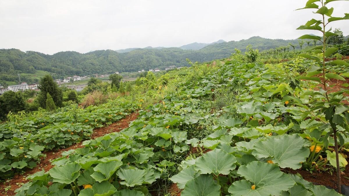 丝瓜南瓜种植指南: 整枝打顶有必要吗? 肥料选择有讲究!