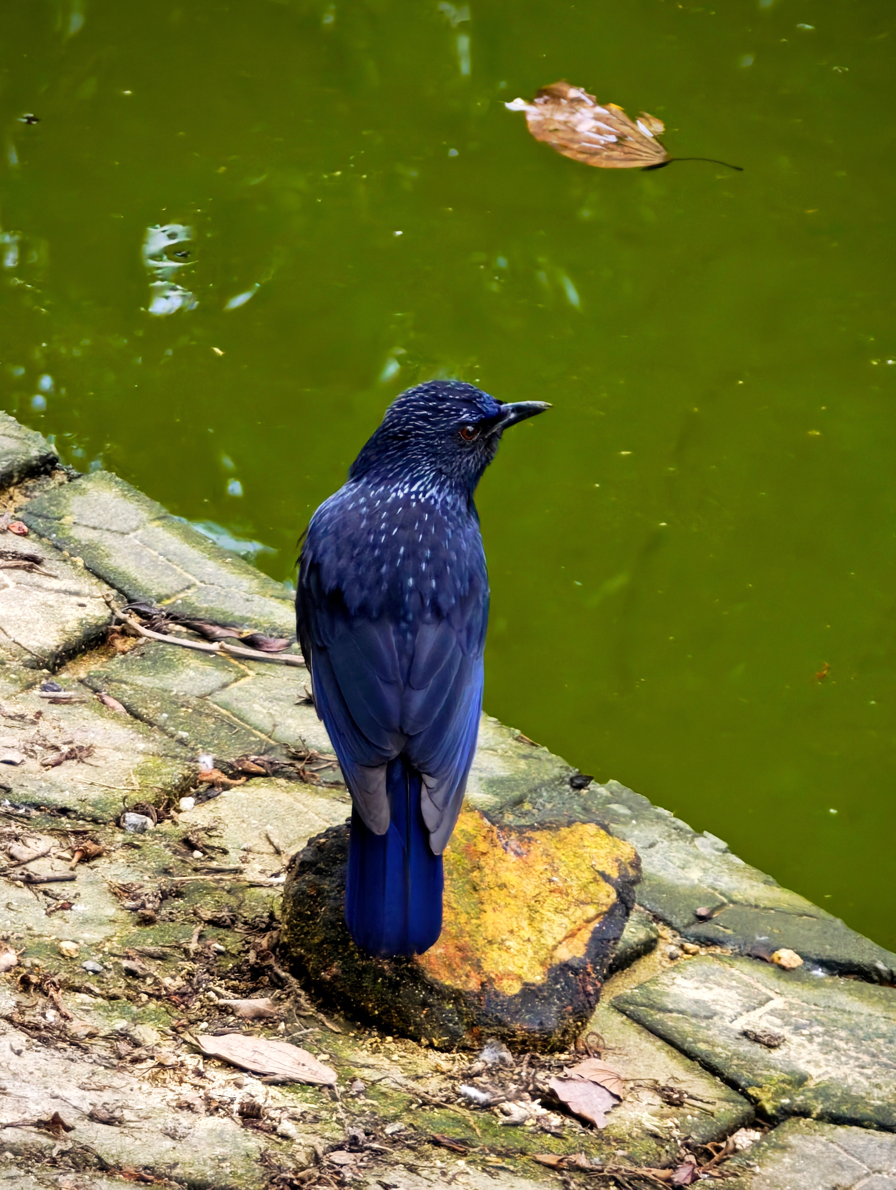 这个森林公园里的小动物都挺好看的！动物奇遇记