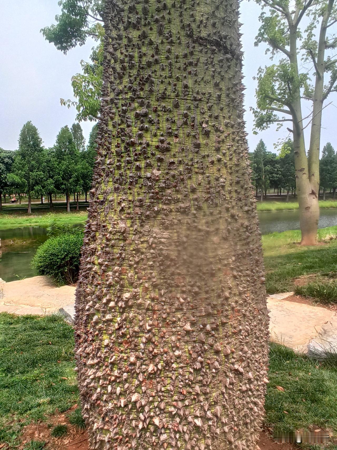 同样一个树种，一个浑身是刺，一个光滑滑。难道这个树还分雌雄，雄的有刺，雌的圆润？