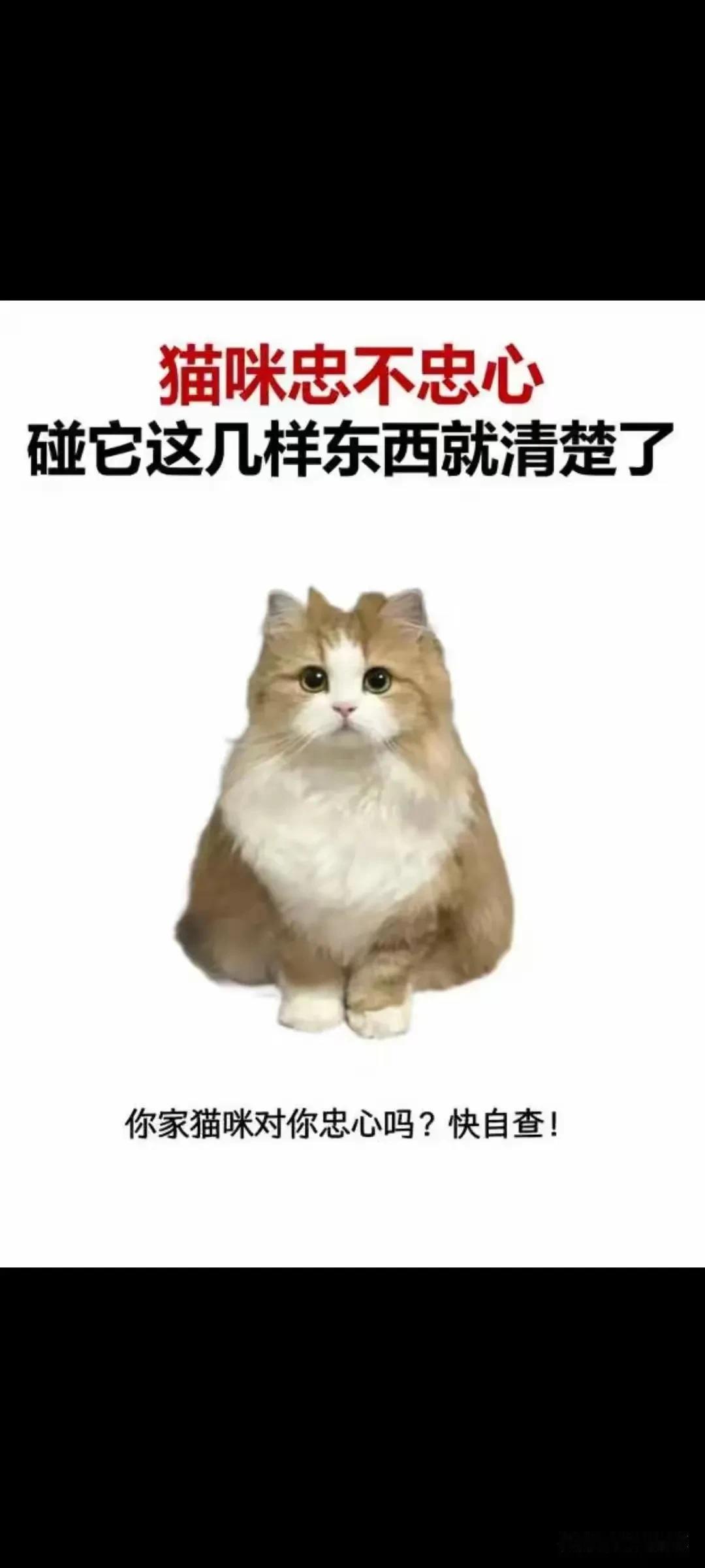 猫咪忠不忠心，碰它这几样东西就清楚了