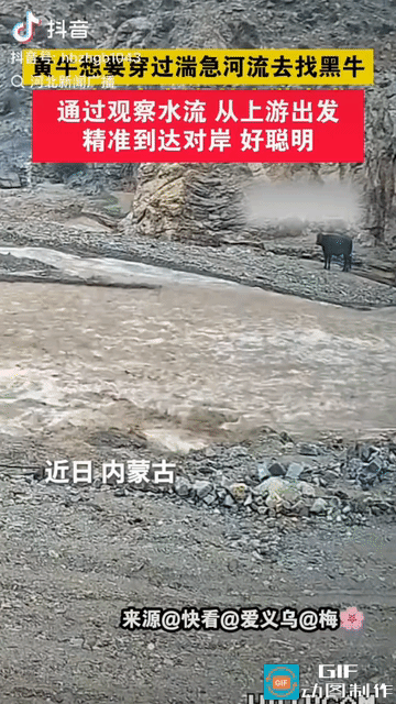 “太聪明了!”内蒙古，一头黄牛想要过河去找黑牛，但水流太急，没办法直渡。原以为黄