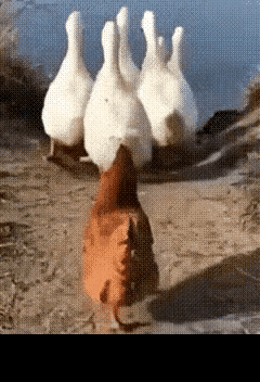 看完这个小视频，我觉得它启示我们，在生活里，有些人表面上相处得很和谐，天天在一起