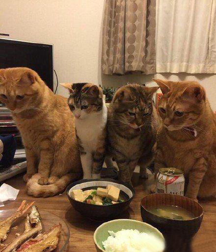 主人，我们没有妨碍到你们吃饭吧？