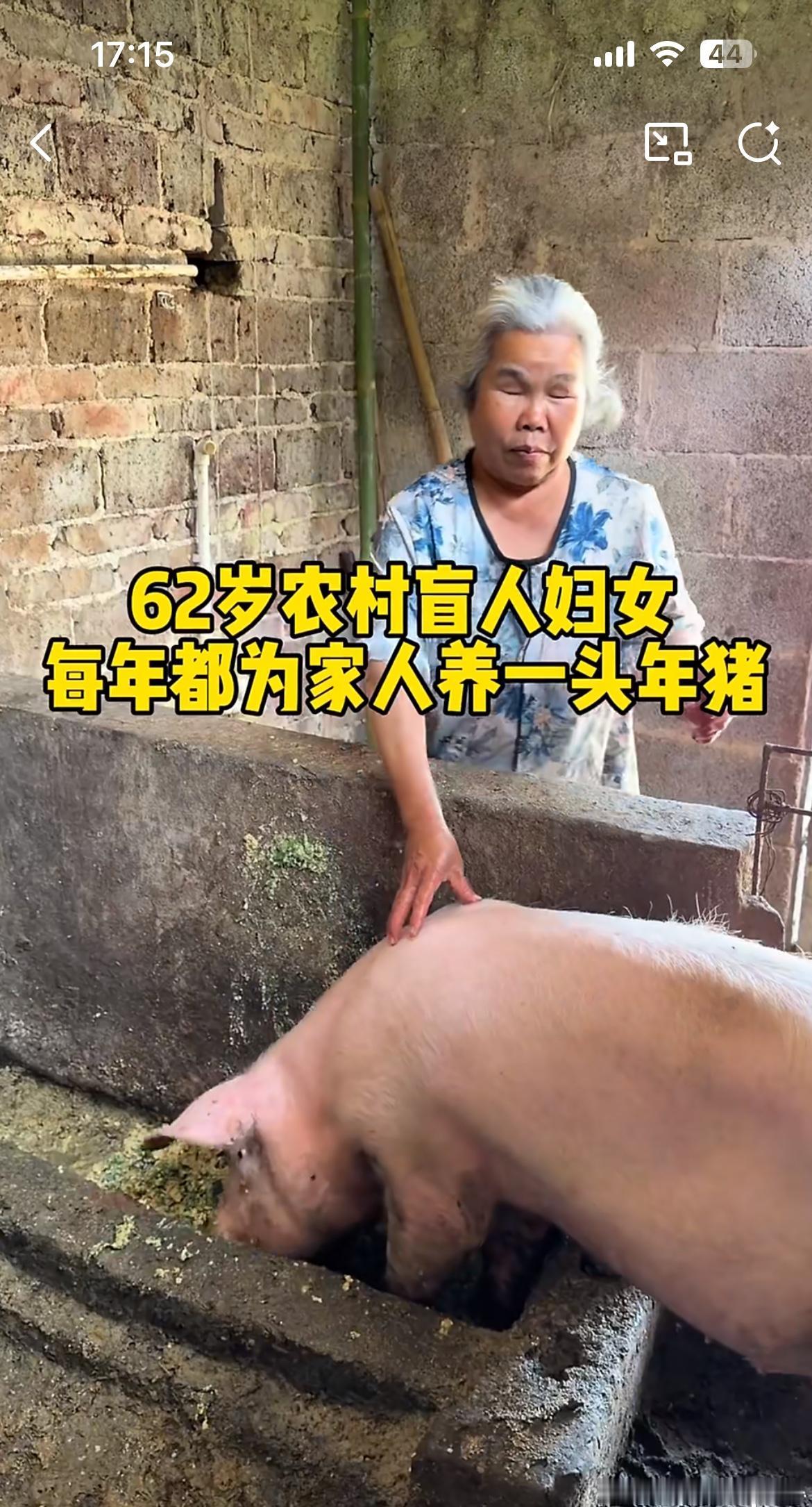 盲人妈妈为家里每年养一头大肥猪，真的令人泪目。妈妈已经62岁，自小先天失明，