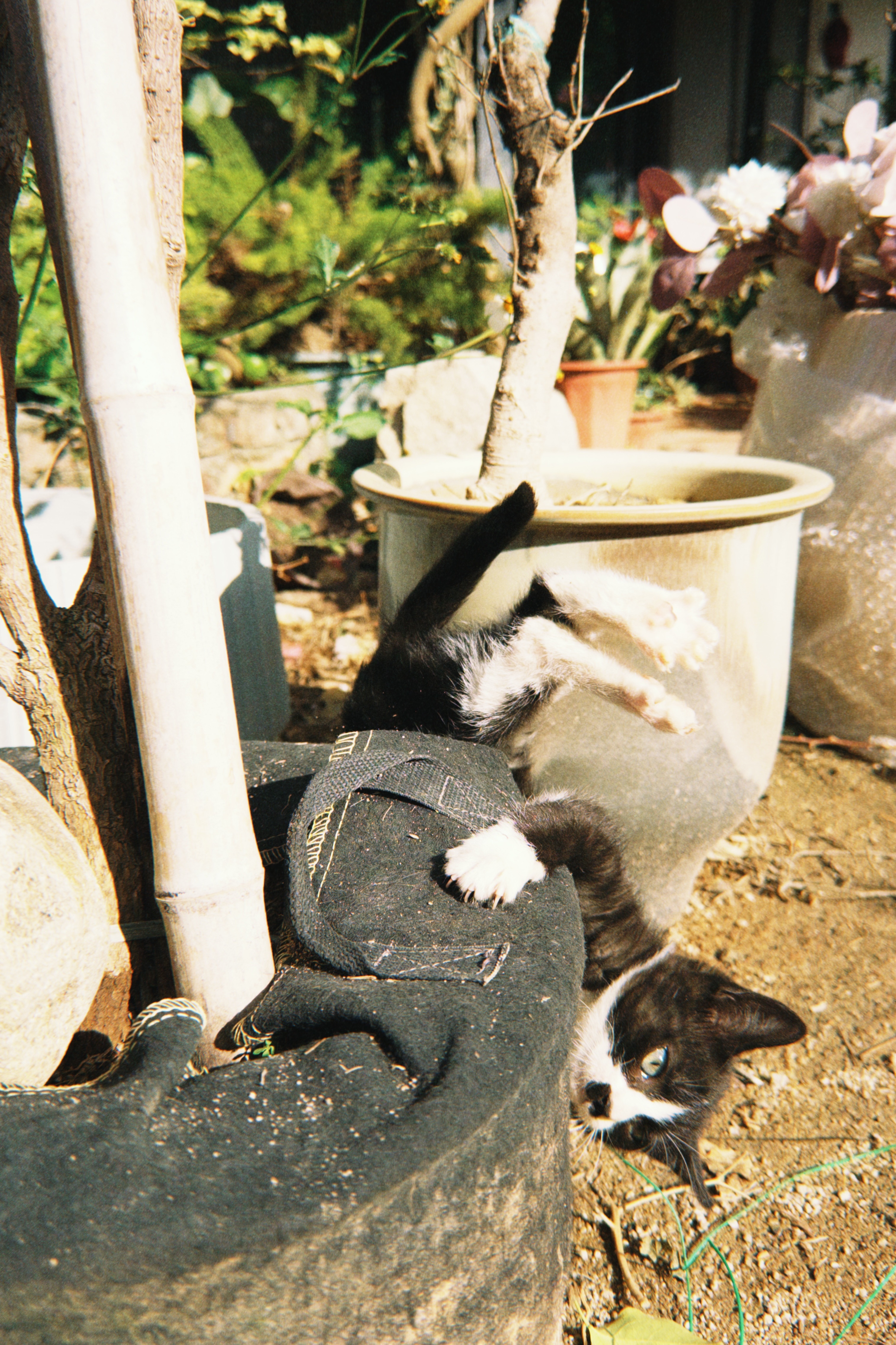 可爱小猫掉落记