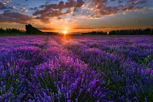 薰衣草的天堂，这是新疆伊犁！