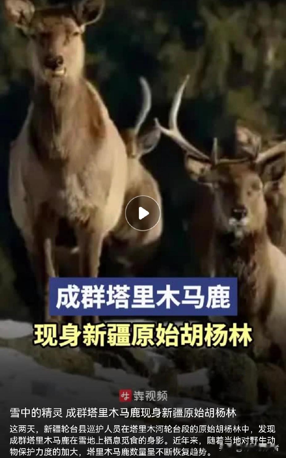 塔里木河惊现马鹿群，随着新疆降水增加，塔里木河流域草木复苏，这些野生动物有吃的了