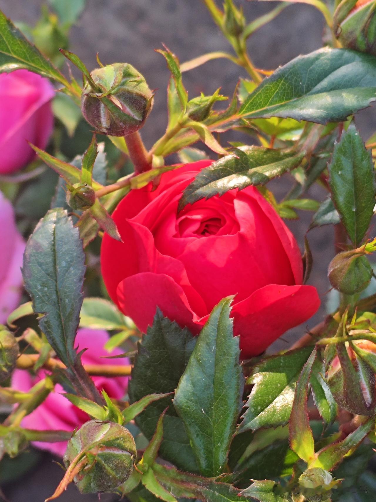 看到这个话题我都想笑，“什么婆婆究竟应不应该帮儿媳妇带孩子？”这一定是一个婆婆提