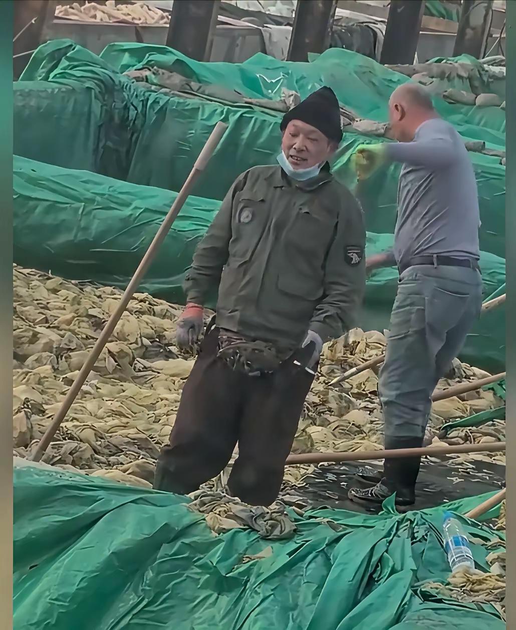 辽宁葫芦岛那酸菜池的视频看得人直犯恶心！有人站在酸菜堆里叉菜，嘴里叼着烟，