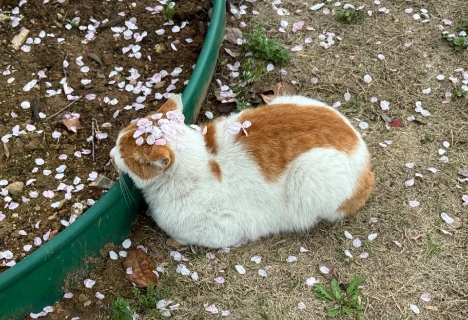 花谢花飞花满猫