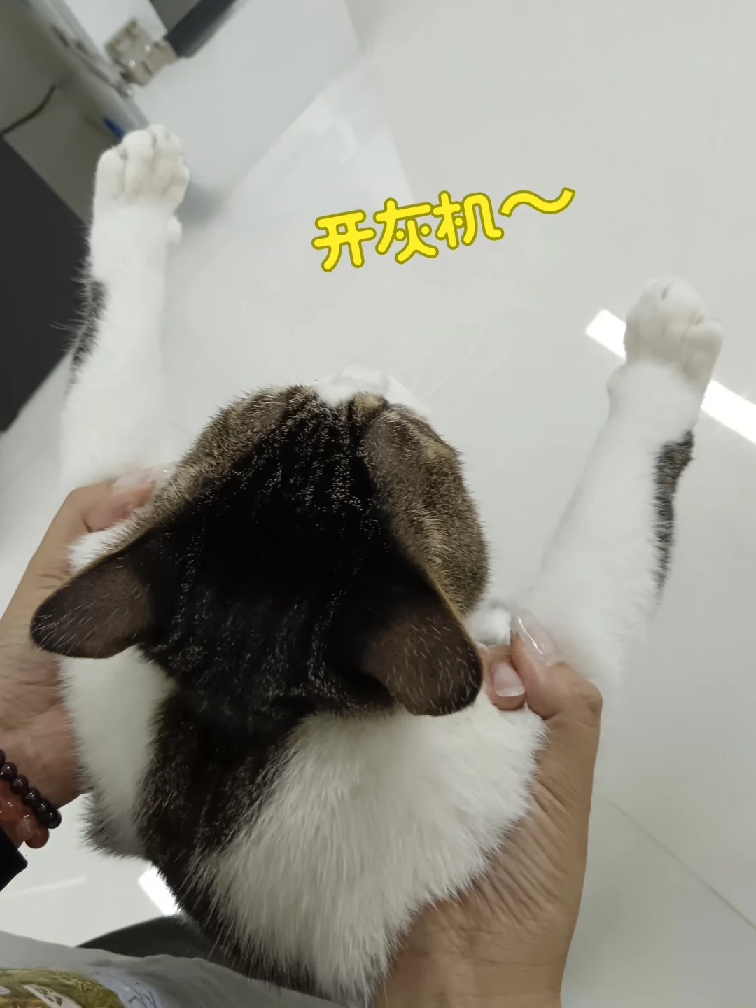 飞机小猫咪[滑稽笑]