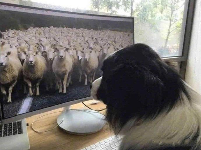 在家上班的边牧