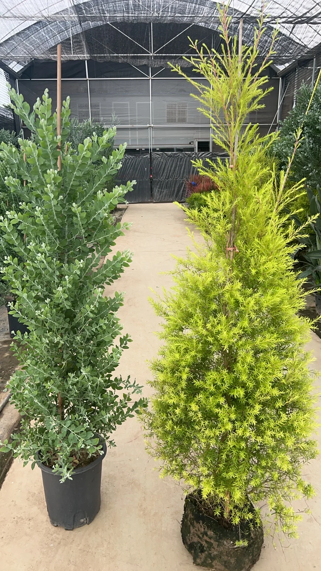 天啊黄的蓝的灰的紫的绿植