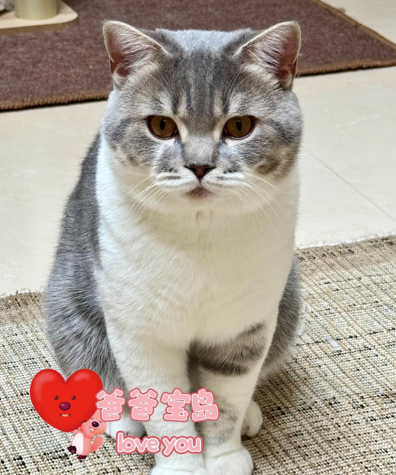 台湾歌手黄安养了四只猫，你猜都叫啥名？猫爸叫宝岛，猫妈叫当归，两个孩子一个叫和平