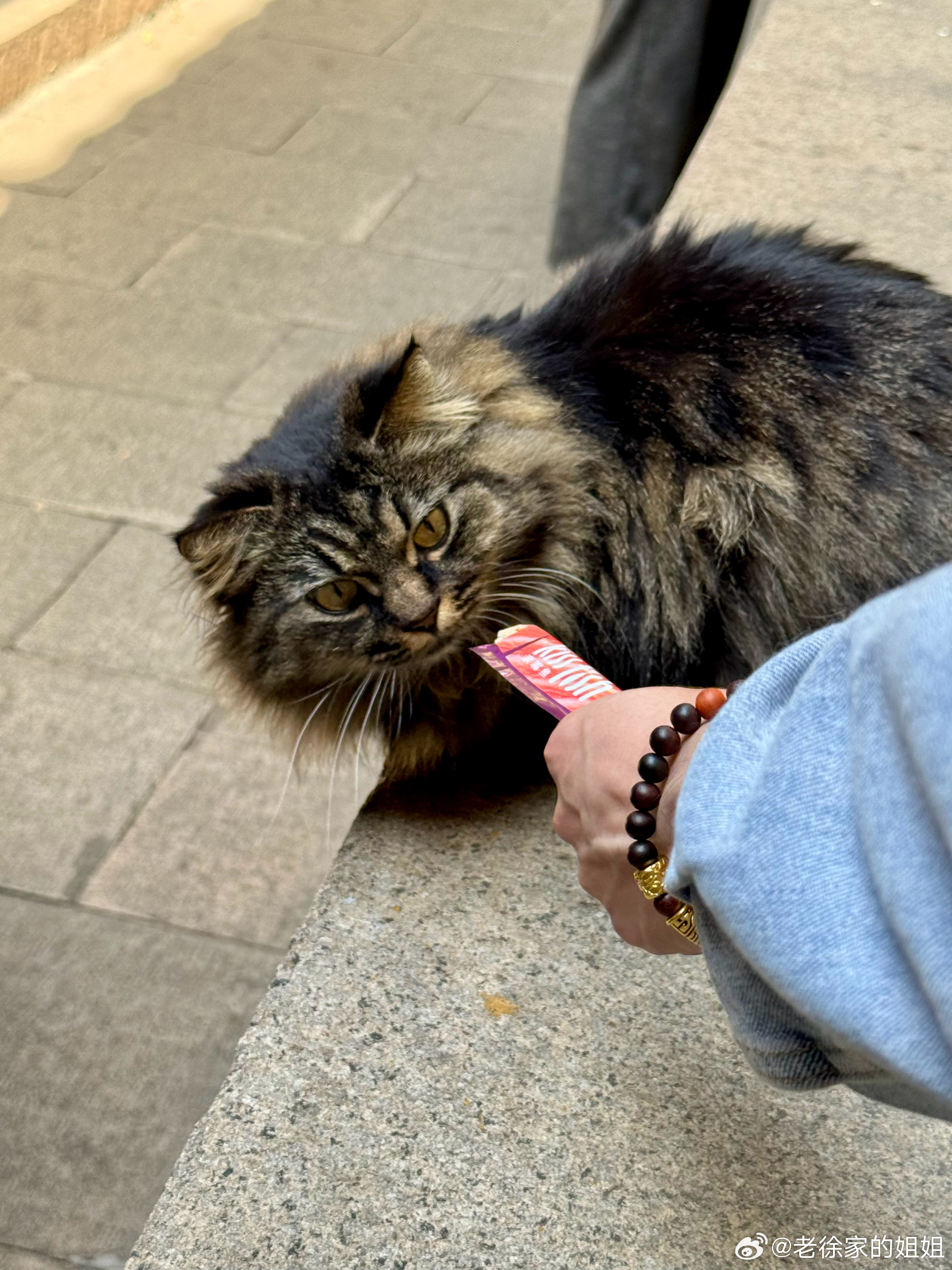 在害怕和吃猫条之间选择了怂怂的吃猫条