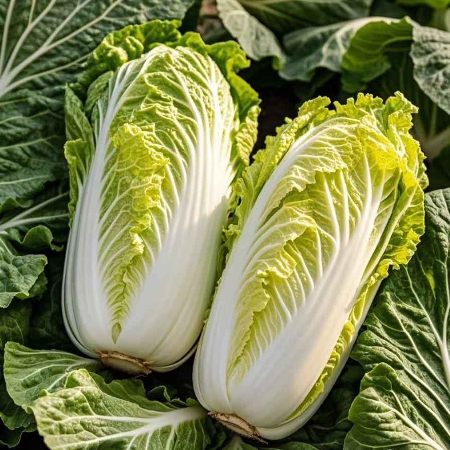 最近＂甲醛白菜＂闹得沸沸扬扬，可受伤最重的却是无辜菜农如今走进河北康保的白菜地