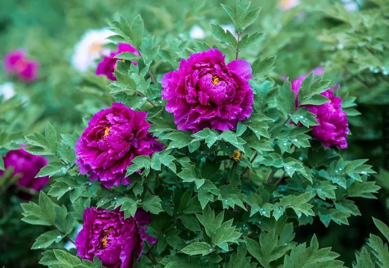 上联：花开富贵千家喜，请出下联？紫气东来万户欢。