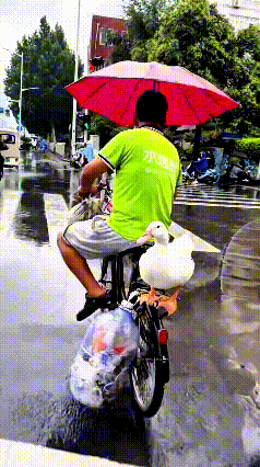 这视频我看了好几遍，真给我逗住了！下雨天大哥骑着自行车，手里撑着一把大红伞，车