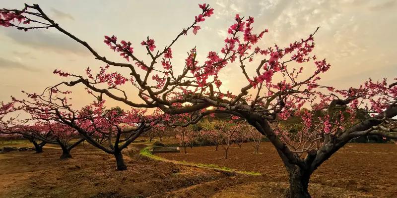 上联：绿柳含烟迎旭日；诚邀下联红桃吐艳沐晚霞。