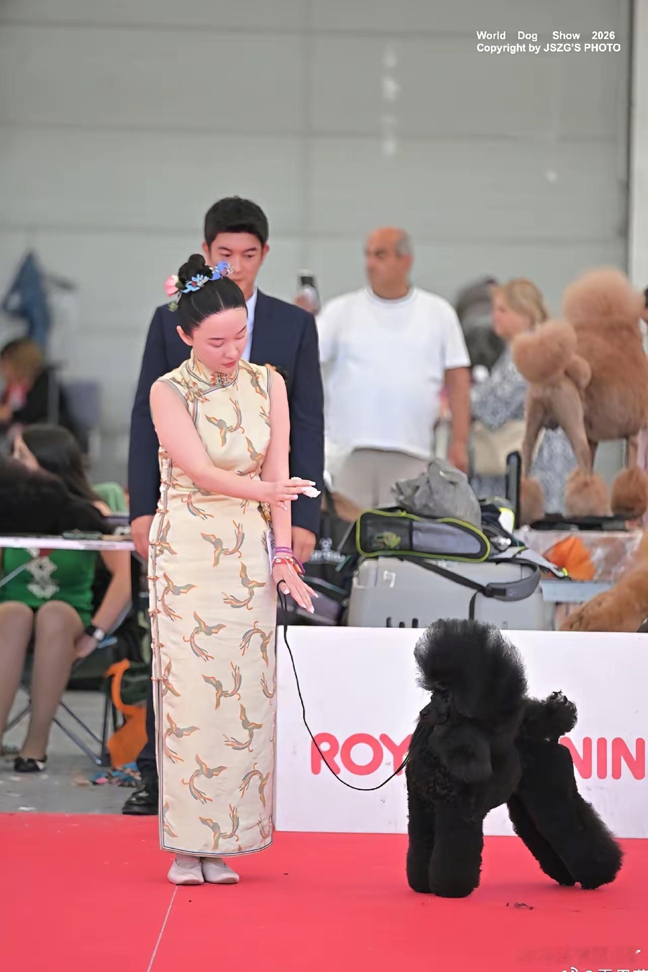 霍思燕爱犬在意大利夺冠。别说狗子了，霍思燕这身旗袍装扮也加分啊，而且满脸笑容，这