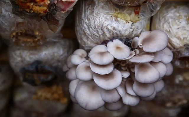 痛风，作为一种由尿酸过高引起的疾病，很多人都有误解，认为它与食物有着不可调和的矛
