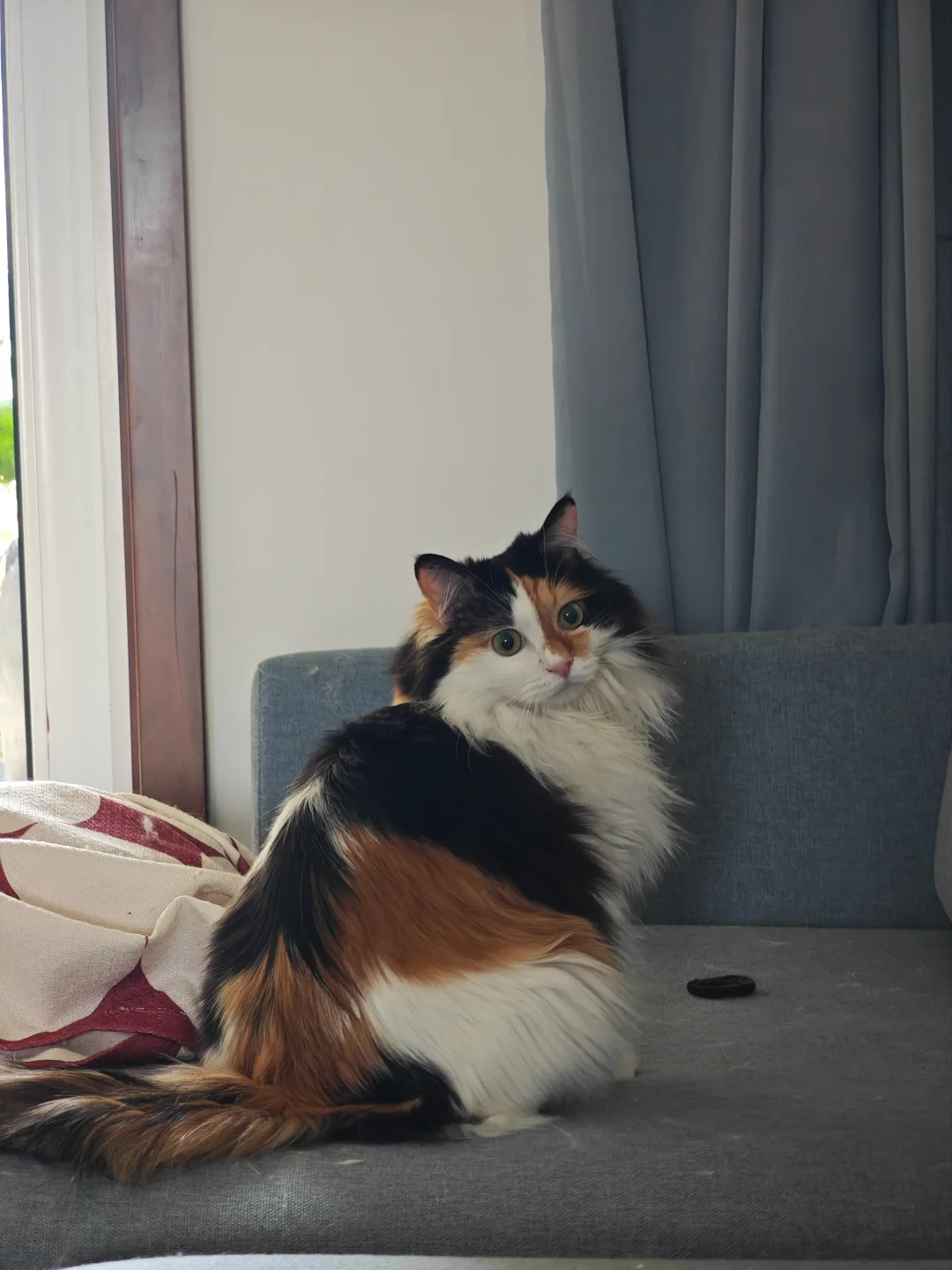 一只标准的小花猫