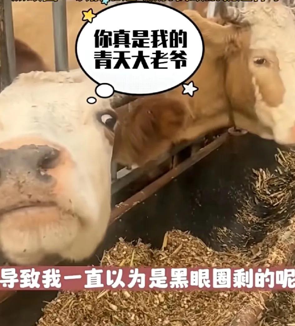 牛界也有“霸凌”！近日，一位搞养殖的朋友分享，一只眼圈有点发黑的牛总是剩饲料，以