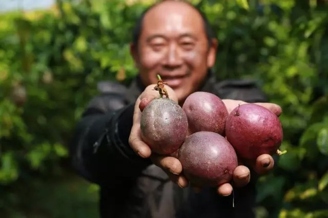 眉山仁寿县天府花海百香果采摘节开幕