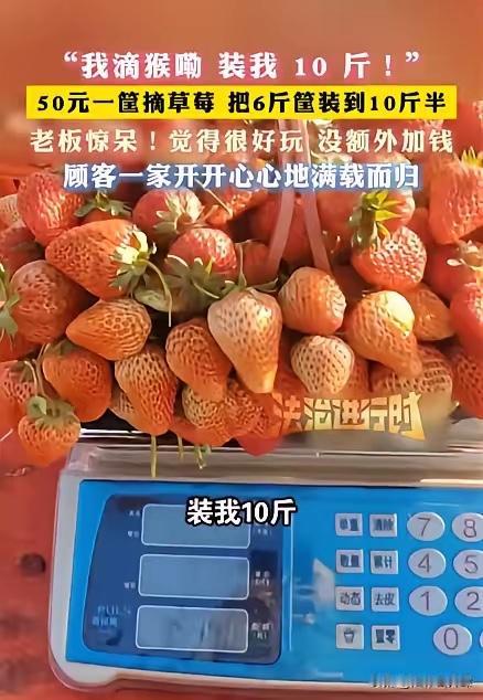 安徽临泉，一女子带着孩子们去摘草莓，老板说50元一篮子，万万没想到，女子竟在篮子