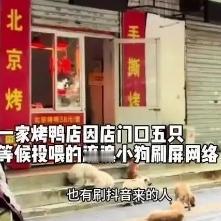 五只小狗带火洛阳一家烤鸭店！全国网友远程下单力挺，老板：烤鸭现吃才香在这个流