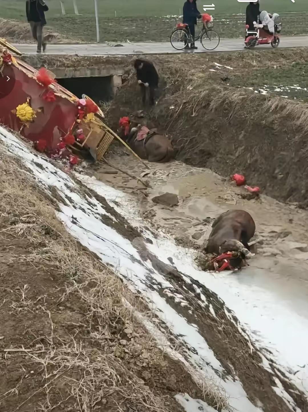 周口腊八婚礼马车翻沟，新郎一把护住新娘头，俩人滚进半米土沟，红盖头没掉、裙子只沾
