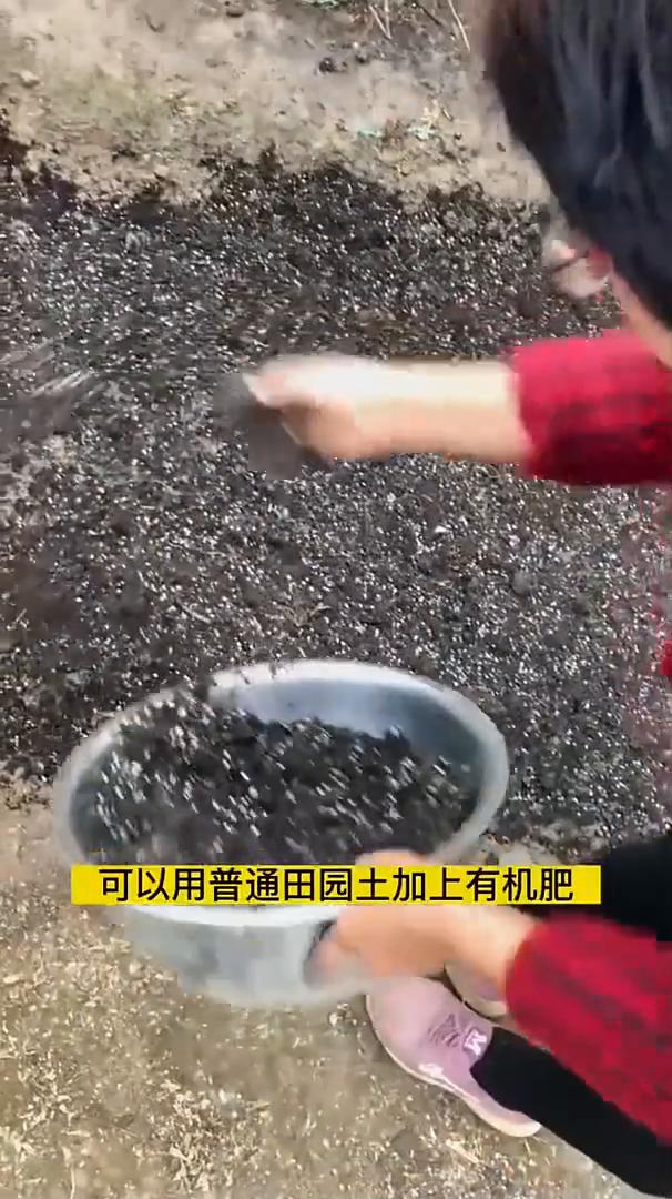 种菜的坑。种菜的这些坑可千万不要踩！·1、土壤别从绿化带里挖，这些地方经常的