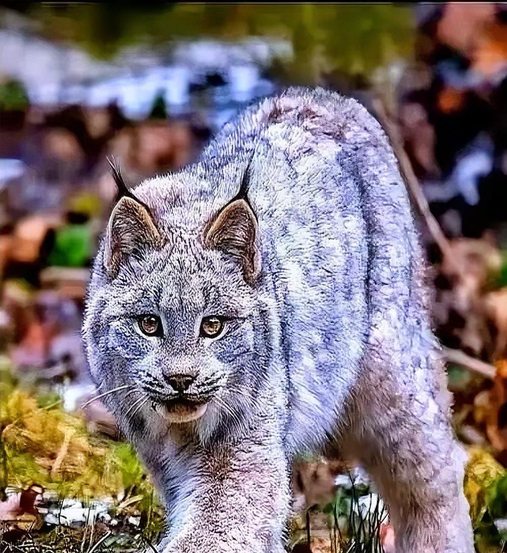 在老猎人嘴里，狼群根本排不上号。他们进林子最怕的，是撞见一只“猫”，一只叫猞猁的