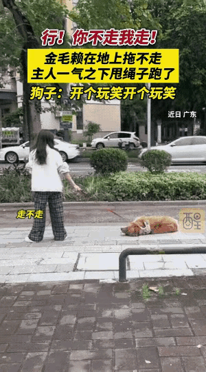 谁能想到看着倔脾气的金毛，心里比谁都通透，跟主人闹别扭耍小性子全是装出来的。