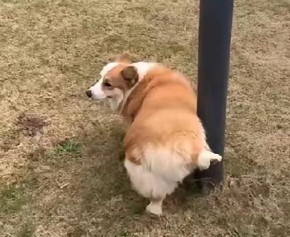 北京养犬条例草案放开尺度，引发全网反对声浪，因为北京是首都，是标杆。全国不养狗的