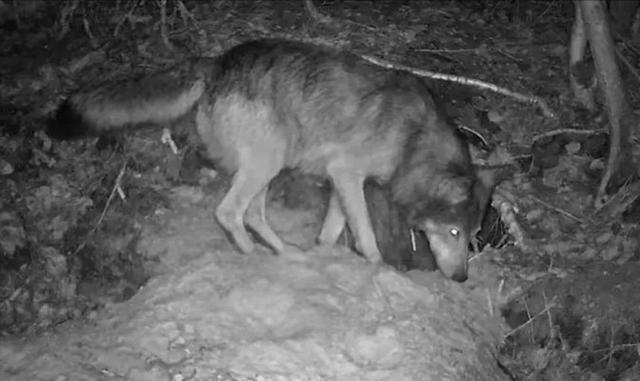 1978年，一位内蒙古女军医，走夜路时突然被一匹公狼拦下，女军医仔细观察后，就跟