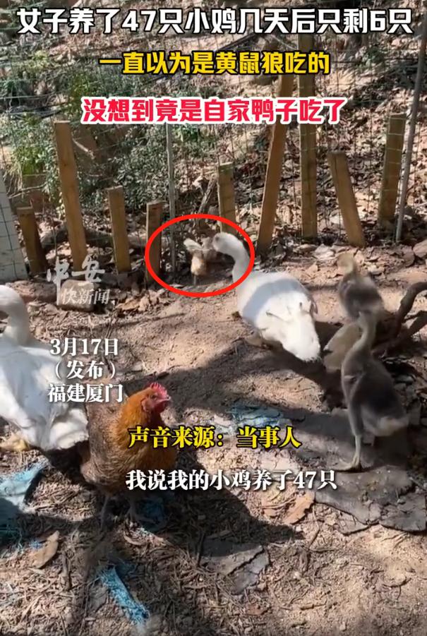 万万没想到！福建厦门，女子在院子里养了47只小鸡，结果还没养几天，就发现小鸡以肉