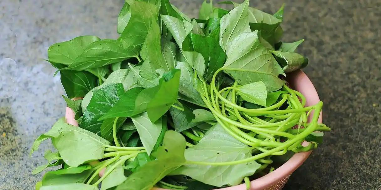 《“猪饲料”红薯叶，研究发现：或能抑制96%肺病变？是真的吗？一文科普》“红薯