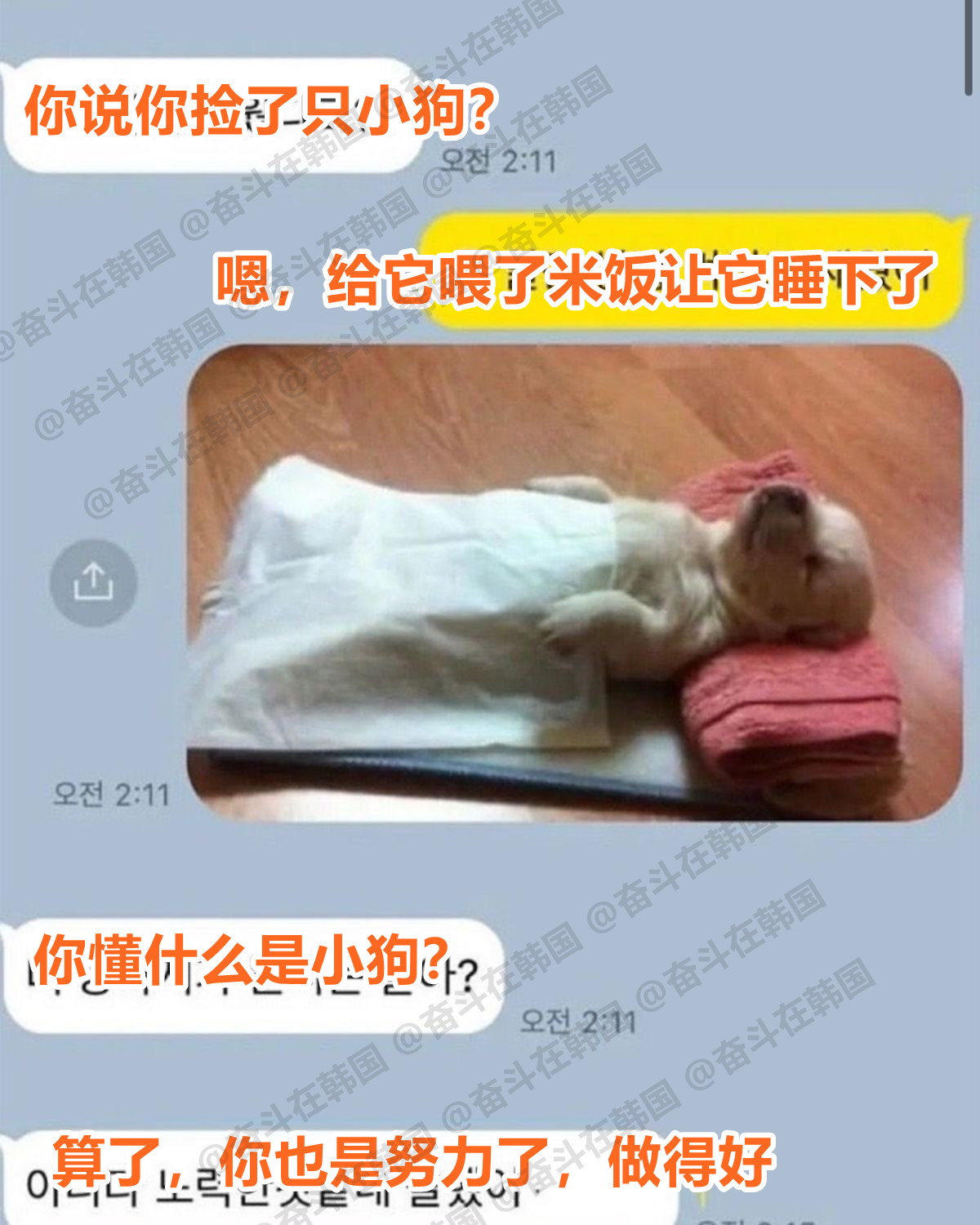 你懂什么是小狗吗？海外新鲜事热点现场