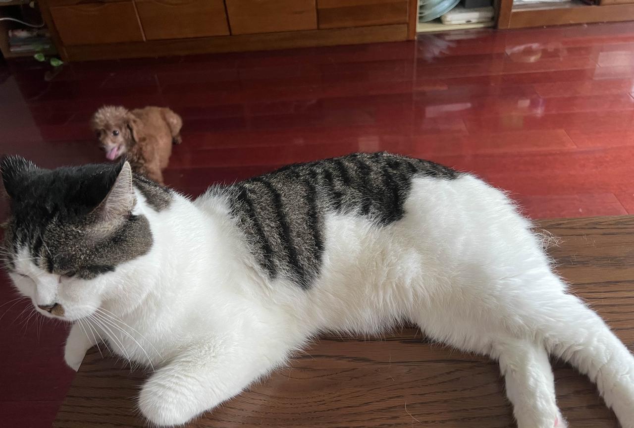今天给猫咪洗个澡，很少给他洗澡，不太会弄，一洗澡向杀他似的，拼命反抗，它用两只爪