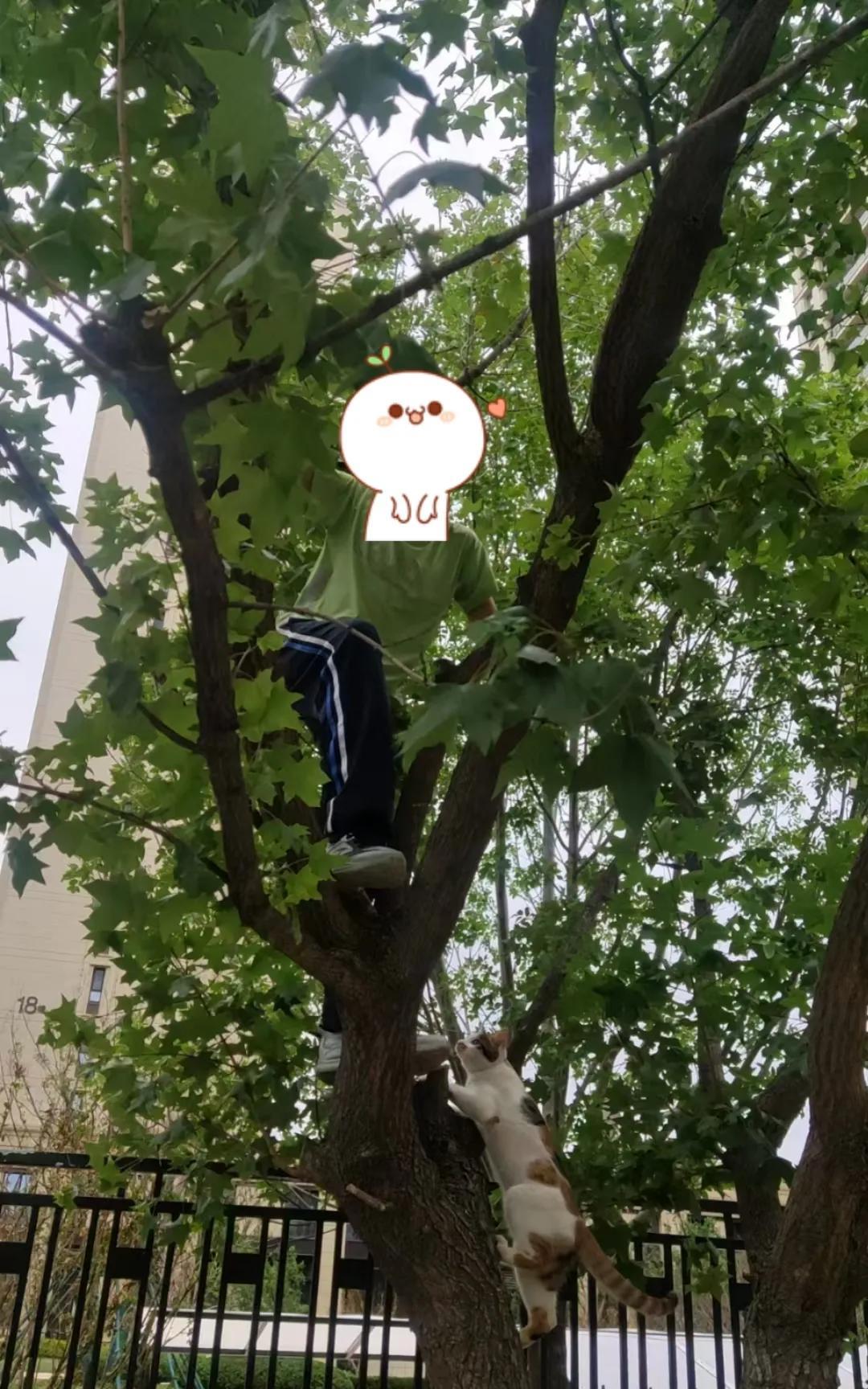 养猫还有一个好处，就是孩子跟着猫咪学会了爬树。现在的孩子在城里，根本就