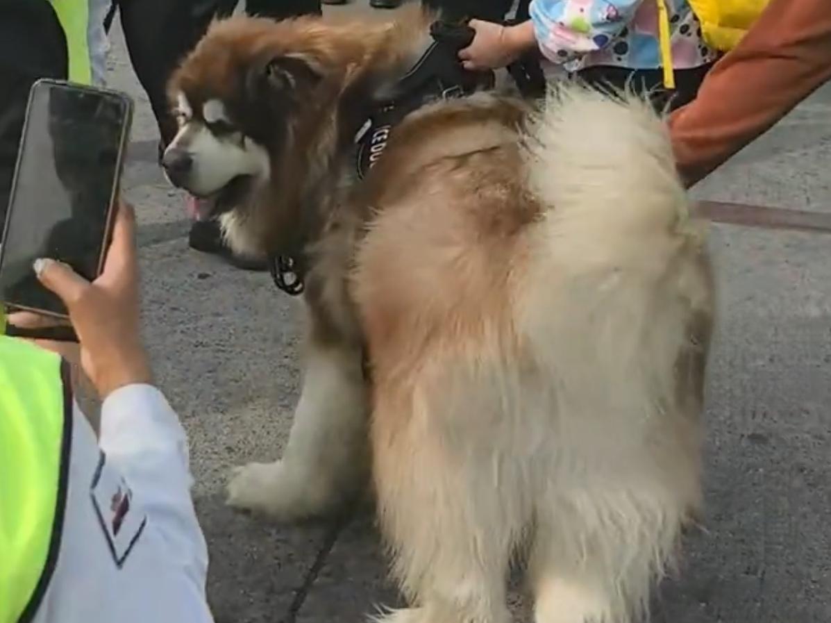 🔥航班偶遇150斤阿拉斯加！乘客看懵：它居然有座位。坐飞机竟邻座一只150斤巨