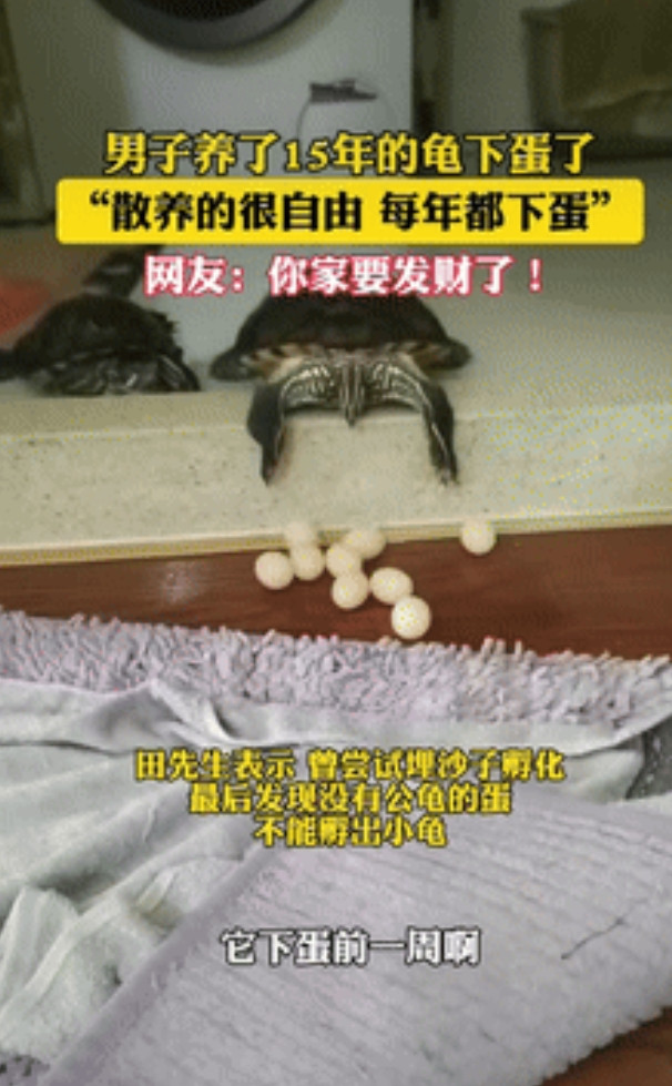 “意外的惊喜！”辽宁大连，一男子去卫生间时，突然发现养了15年的龟倒趴在门槛上，