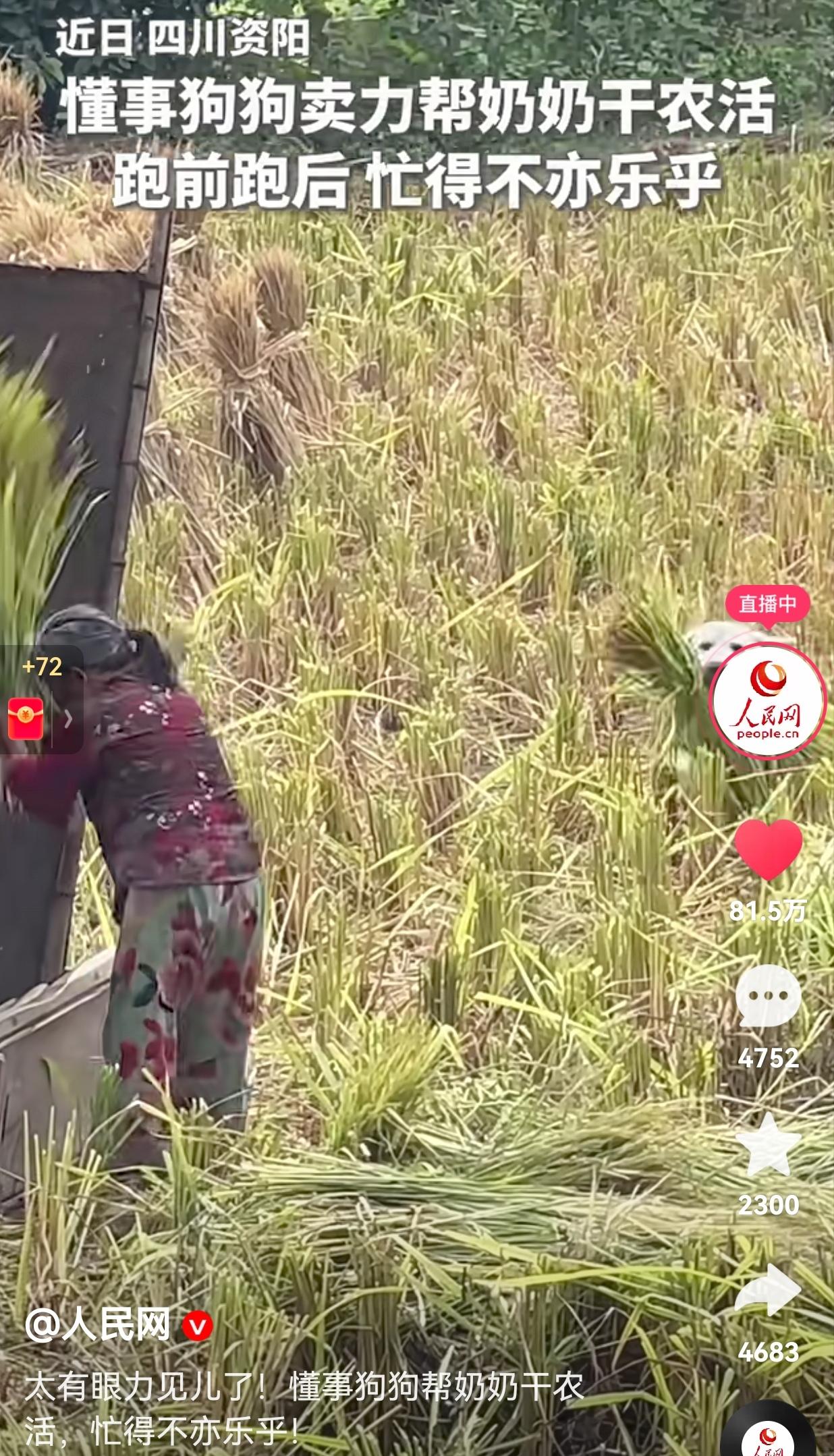 这狗太有眼力见了，没白养！近日四川资阳，一狗狗帮奶奶干农活的视频，温暖了无数网友