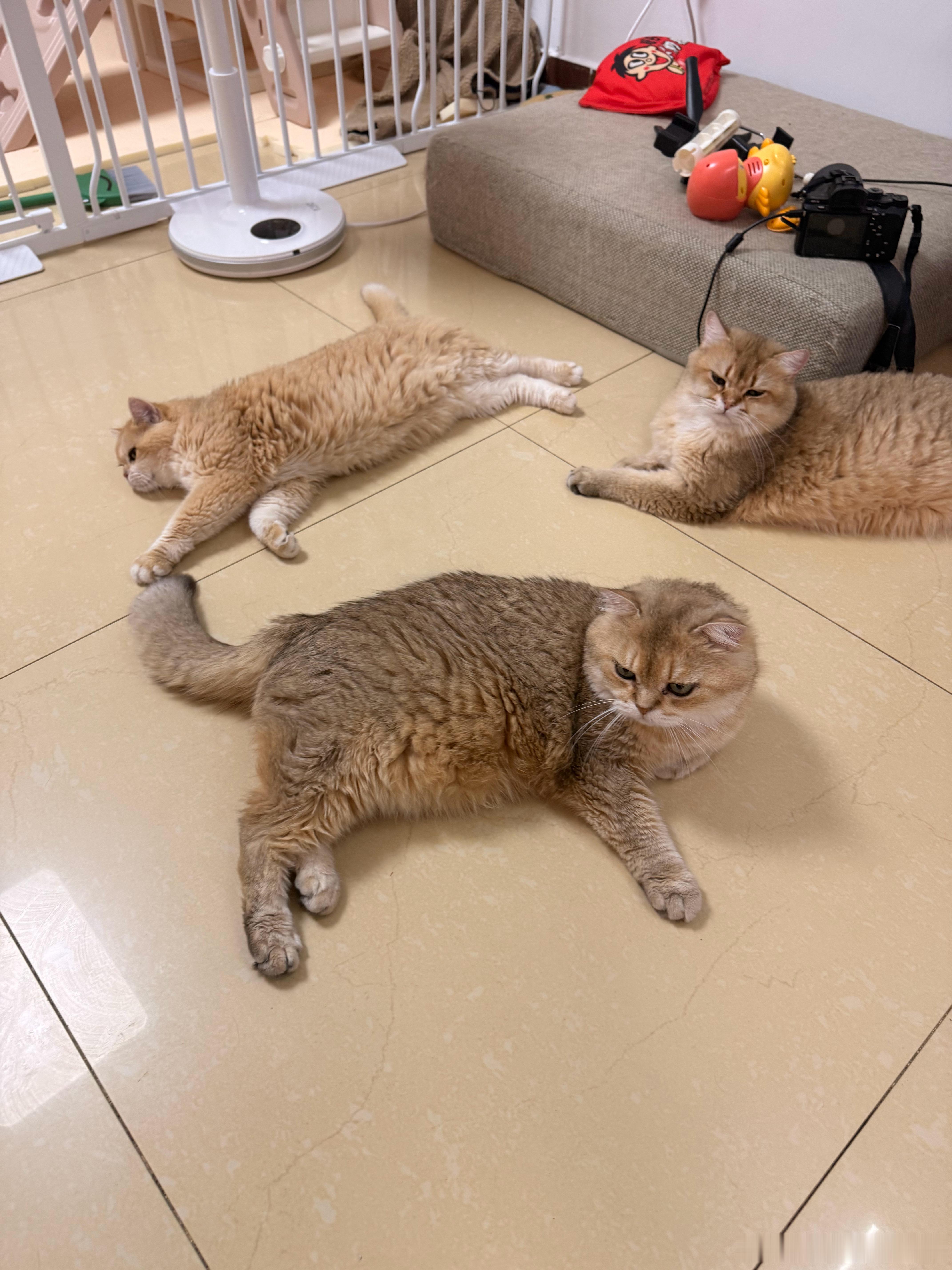 猫三角！萌宠猫咪