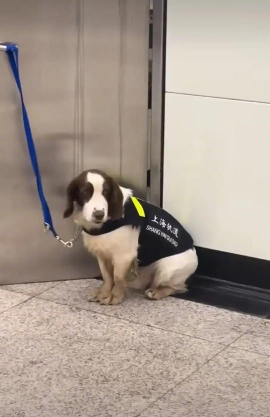 上海地铁里的警犬，突然觉得它好可怜，它被一个人栓在外面，还不能趴着，警犬是不是也