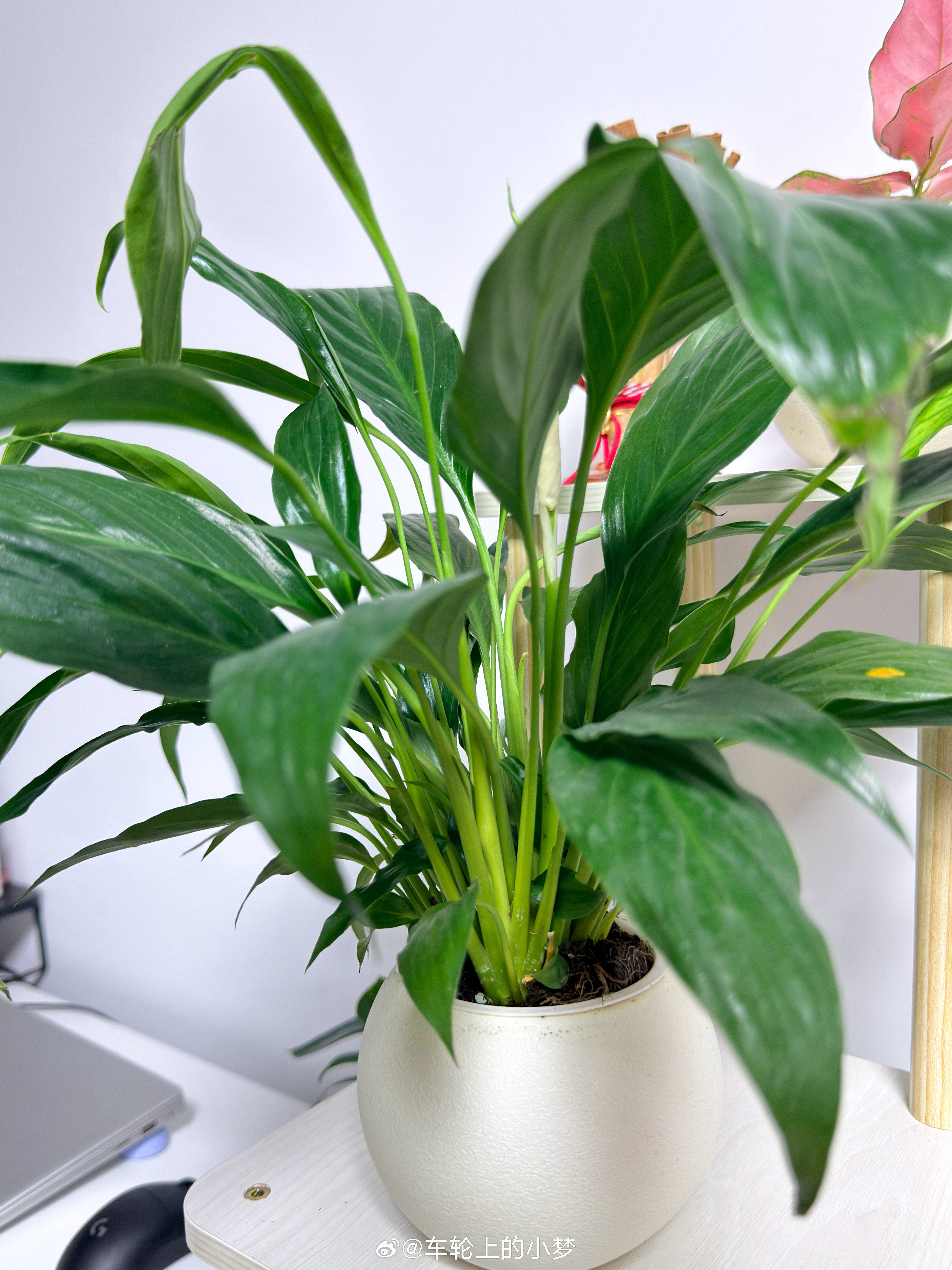 昨晚蔫了的绿植，今天已经亭亭玉立了。有语文好的吗？来说说我这成语用的对吗？