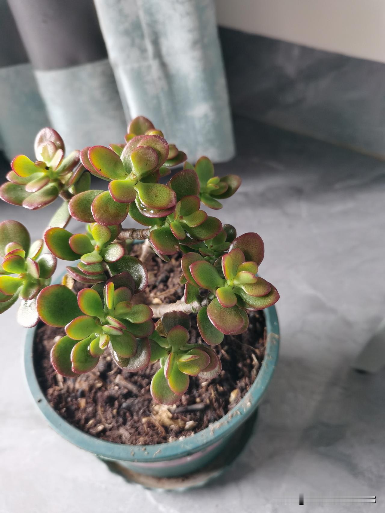 同学的女儿跳楼自杀了。同学说，如果可以重来，她绝不生孩子，同学就一个女儿。她说她